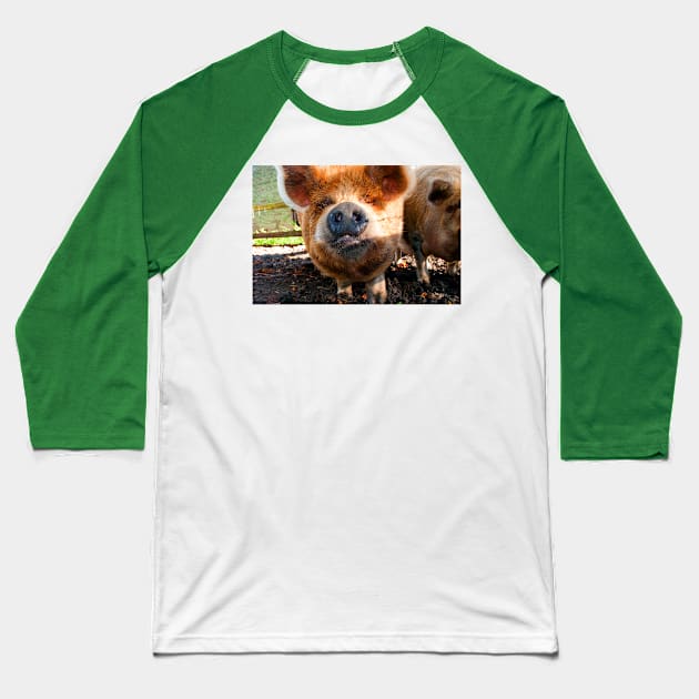 New Zealand Kunekune Pig Baseball T-Shirt by AndyEvansPhotos